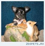 Чихуахуа щенки