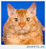 Купить котёнка уральский рекс.