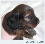 Таксы миниатюрной/кроличьей длинношерстной щенки