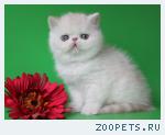 Экзотические котята(персидские с короткой шерстью)