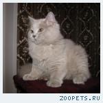 БРИТАНСКИЕ ДЛИННОШЕРСТНЫЕ КОТЯТА