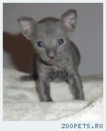 КОРНИШ-РЕКС кудрявые котята
