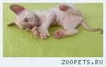 КОРНИШ-РЕКС кудрявые котята