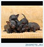 КОРНИШ-РЕКС кудрявые котята