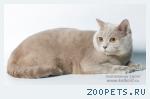 Скоттиш страйт котик - вязка скоттиш фолд кошек