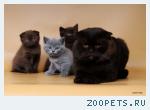 клубные котята питомника"sweettoy"
