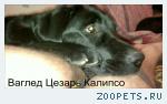 Щенок лабрадора! 18000 руб.