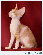 корниш-рекс кудрявые котята