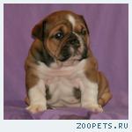 Английский бульдог щенки