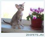 Ориентальный котёнок