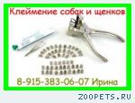 Клеймо для Собак. Клеймение щенокв.