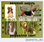 Щенки Бассет хаунда