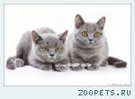 Голубые британские котята. Питомник в Москве.