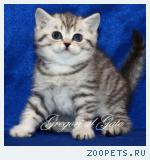 Британские серебристые котята шоу-класс!