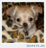 Чихуахуа продаю