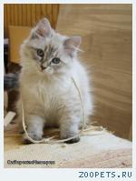 Невские маскарадные котята ПРОДАЮТСЯ!
