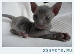 КОРНИШ-РЕКС кудрявые котята