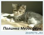 Экзотическая кошечка