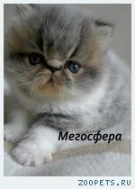 Роскошный персидский котик