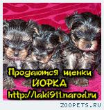 ЙОРКШИРСКИЙ ТЕРЬЕР щенки – просто выбери лучшее!