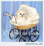 Британские котята шоу-класс!
