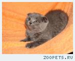 Продажа вислоухих котят