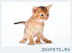 абиссинские котята дикого окраса