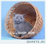 Голубые британские котята. Питомник в Москве.