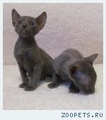 КОРНИШ-РЕКС кудрявые котята