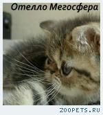 Экзотический котик Отелло