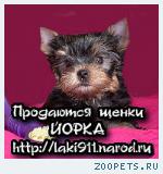 Щенки Йоркширского терьера 2 мальчика и 1 девочка мини ПРОДАЁТСЯ