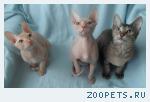 Продам котят донского сфинкса