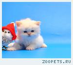 Котята Шотландские фолд и страйт