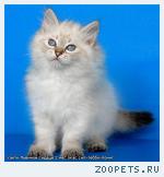 НЕВСКИЕ МАСКАРАДНЫЕ КОТЯТА