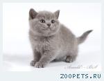 Голубые плюшевые котята породы Британская короткошерстная