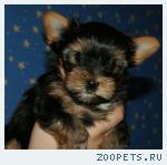 Щенки йорка