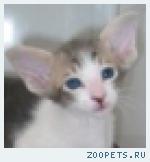 Ориентальный котенок