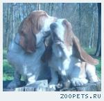 Щенки Бассет хаунда