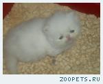 Продаются персидские котята