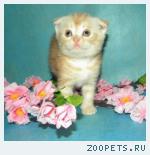 Шотландские вислоухие и страйт котята