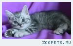 Шотландские котята и Хайленд