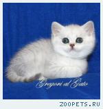 Британские Серебристые и золотые шинлиллы с изумрудными глазами!