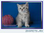 Британские котята из питомника Daryacats