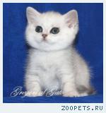 Британские шиншиллы Шоу-класс с изумрудными и синими глазами!