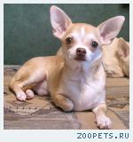 Продаю подрощенного щенка чихуахуа