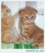 Вислоухий, британский котенок - есть разные окрасы