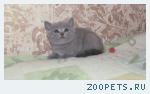 котята - британцы