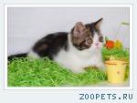 Персидские и экзотические котята