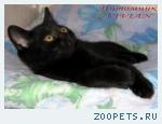 Британские черные котята  из питомника VIVIAN.