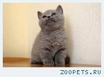 Котята британские голубые и лиловые.
